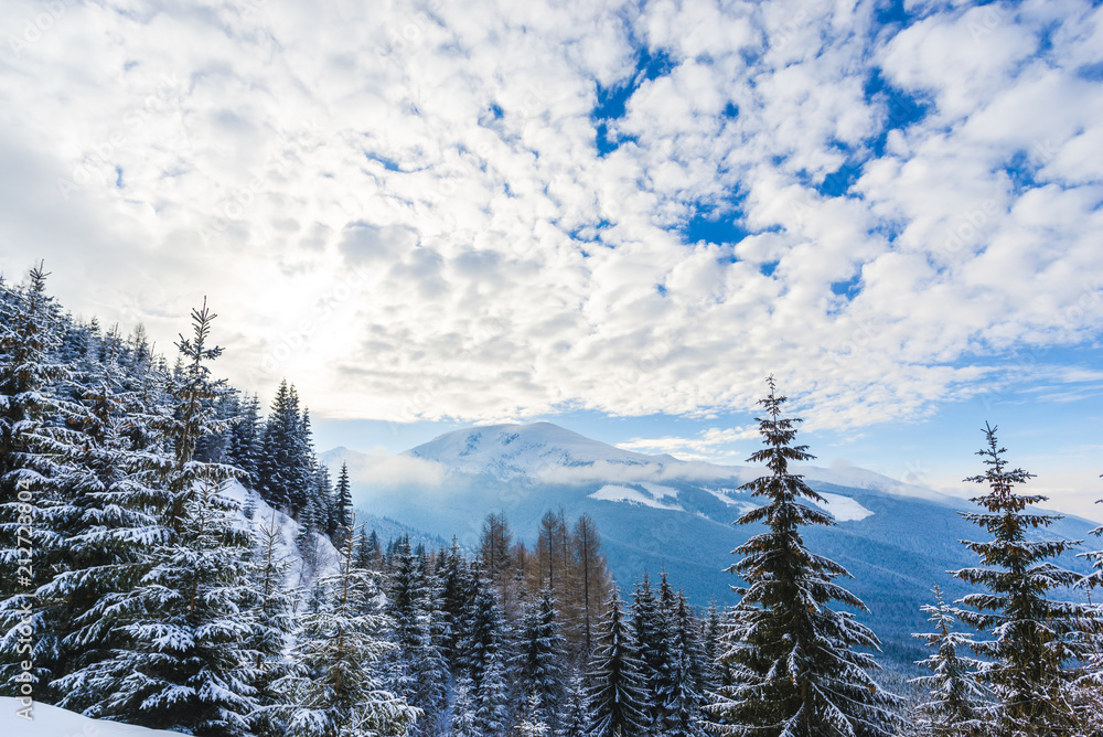 Winter snow trees