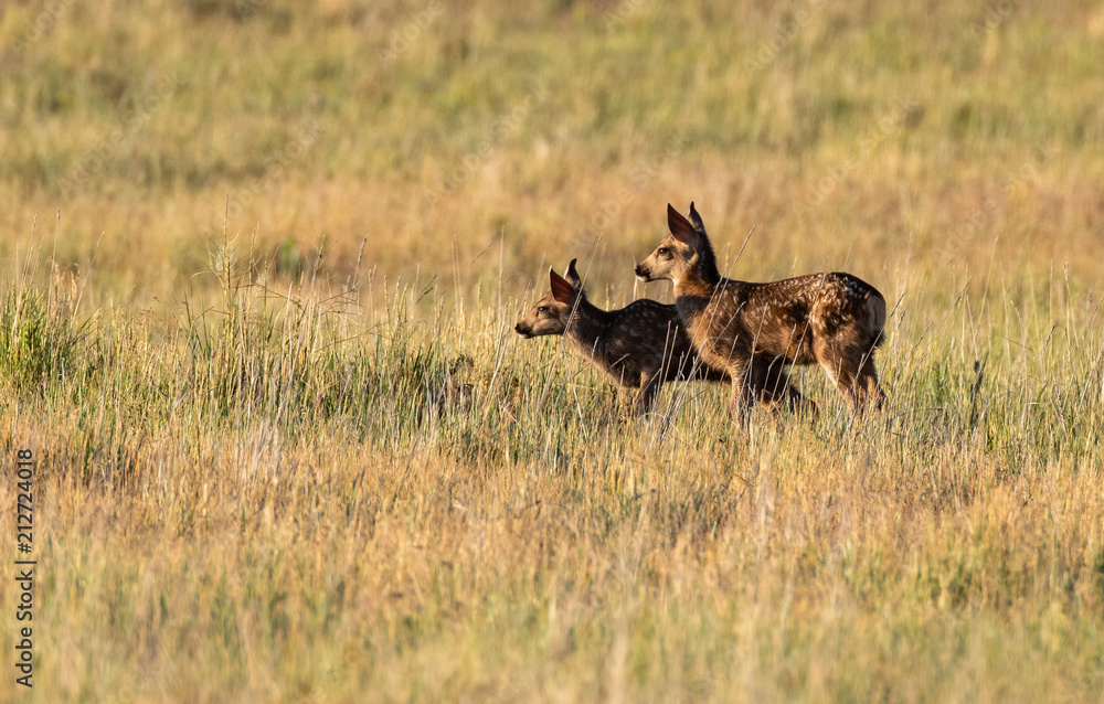 Adorable Mule Deer Fawn Twins Playing in a Meadow During Morning Hours Adorable Mule Deer Fawn Twins Playing in a Meadow During Morning Hours
