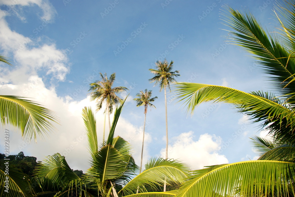 Tree palms of the jungle with clear blue sky in the background