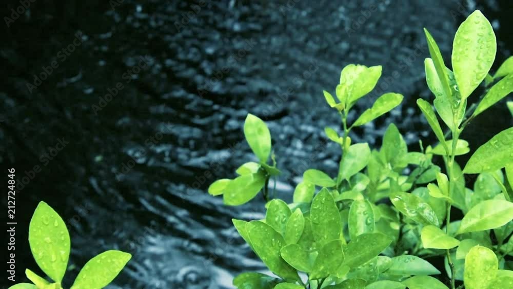Close up blurred water background with water drops on the green leaf with 4k resolution. Close up blurred water background with water drops on the green leaf with 4k resolution.