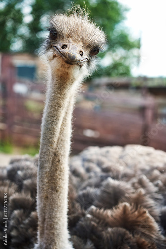 ostrich smiles on an ostrich farm