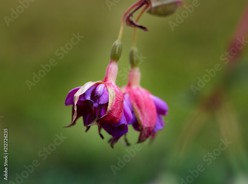 buds of purple-pink fuchsia hanging from a branch against a background of green grass