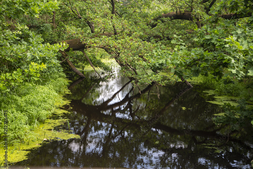 Overgrown brook in Drents-Friese Wold National Park; Drenthe, Netherlands Overgrown brook in Drents-Friese Wold National Park; Drenthe, Netherlands