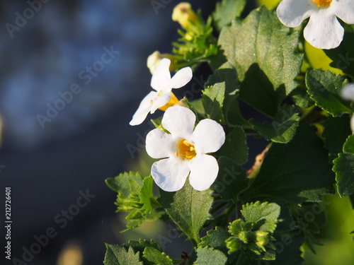 White flowering Sutera cordata - bacopa photo