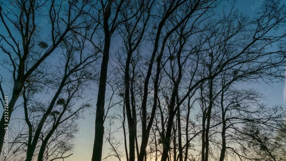 sunrise on the background of the silhouette of the trees time lapse sunrise on the background of the silhouette of the trees time lapse