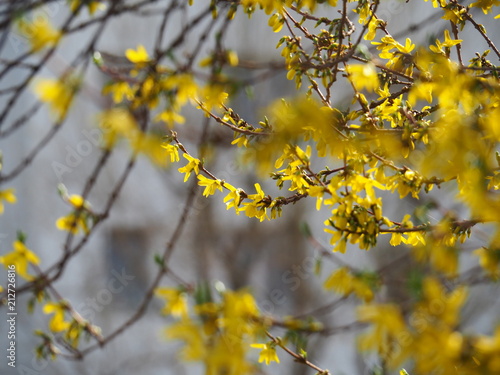 Blossoming Forsythia, yellow spring flowers