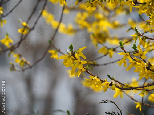 Blossoming Forsythia, yellow spring flowers