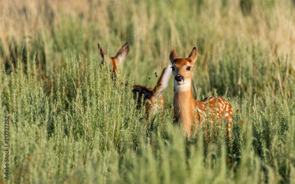 A White-tailed Deer Fawn in a Field A White-tailed Deer Fawn in a Field