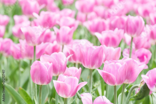 Fresh colorful tulips