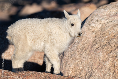 An Adorable Baby Mountain Goat Kid in the Rocky Mountains - Colorado