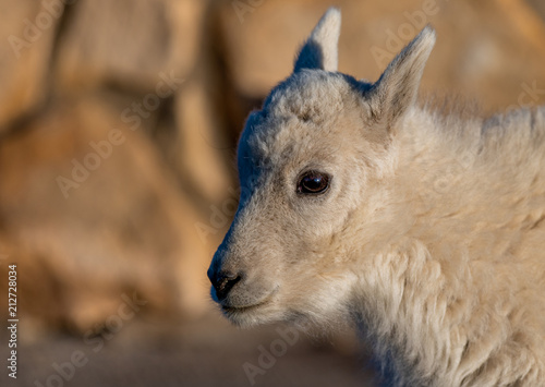 An Adorable Baby Mountain Goat Kid in the Rocky Mountains - Colorado