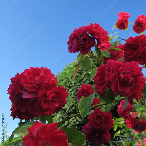 bang red climbing rose with many flowers in the summer