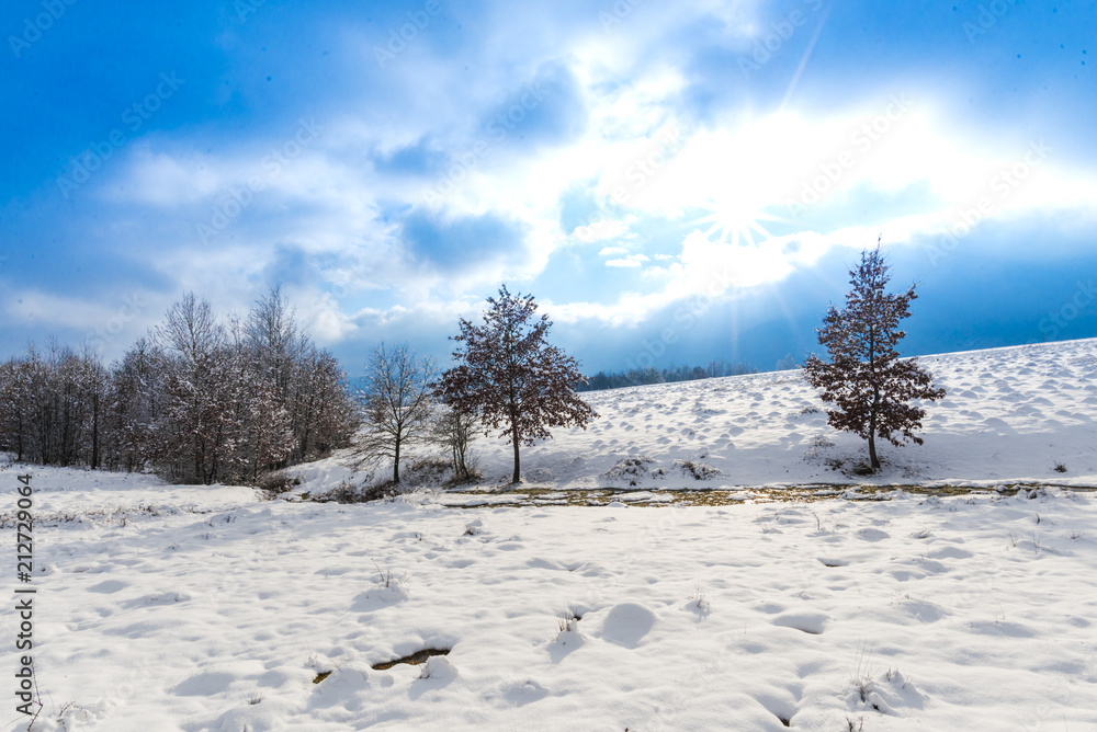 Trees with snow Trees with snow
