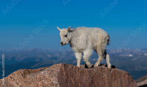 An Adorable Baby Mountain Goat Kid in the Rocky Mountains - Colorado