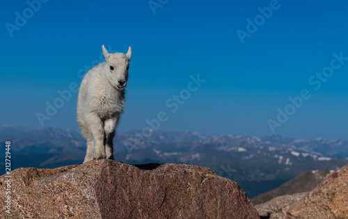 An Adorable Baby Mountain Goat Kid in the Rocky Mountains - Colorado