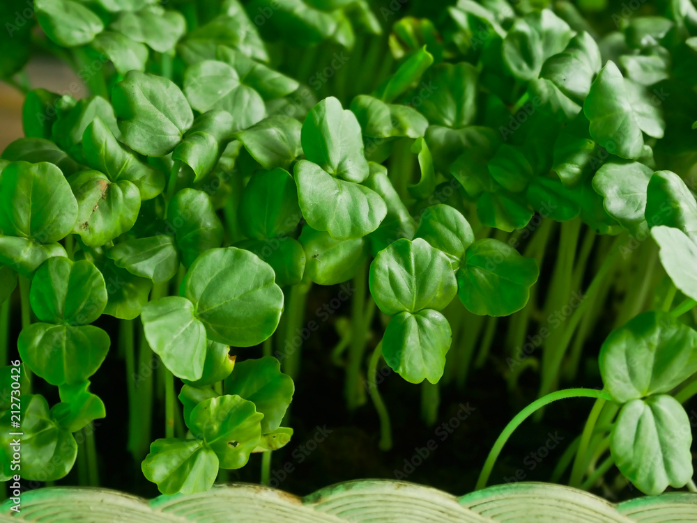 Okra seedlings, Young fresh seedling stands in plastic trays at an organic farm, Selective focus.