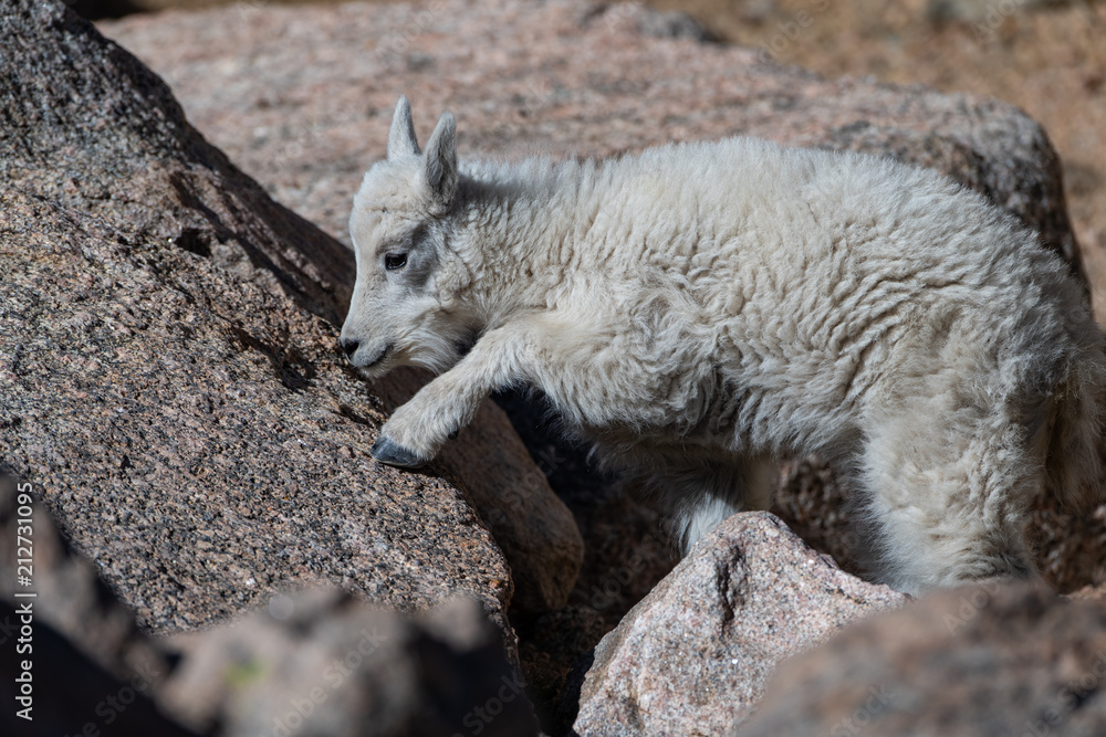 Naklejka premium A Baby Mountain Goat Kid At Mount Evans - Colorado