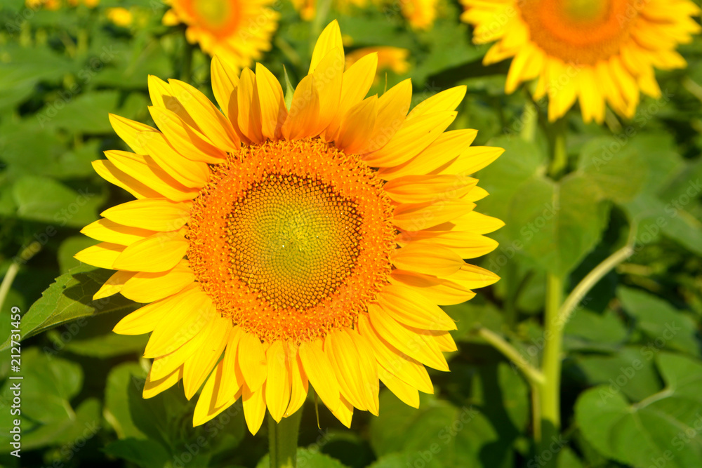 Sunflowers in the field. Yellow summer flowers Sunflowers in the field. Yellow summer flowers