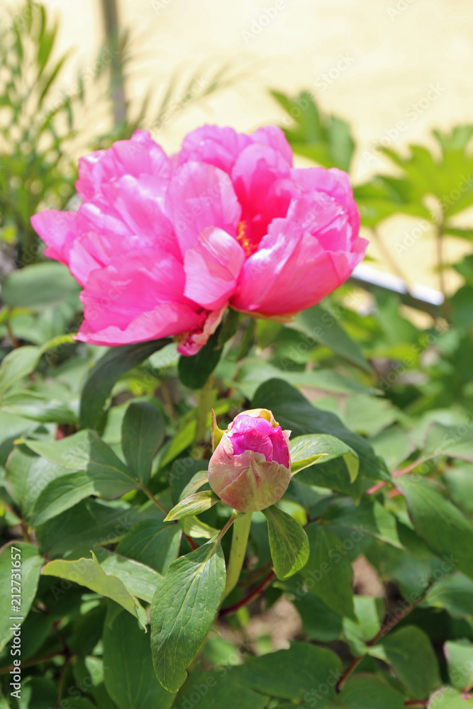 牡丹の花 牡丹の花