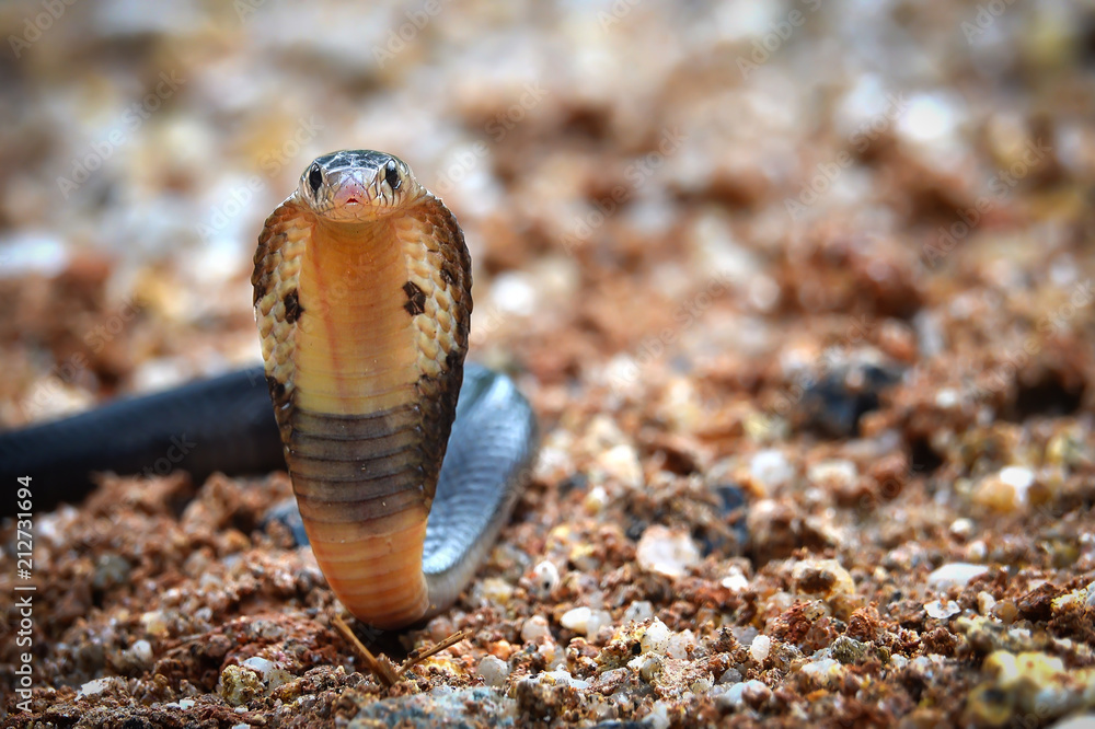 Dangerous venomous snakes..Cobra young snake spreading the hood .and