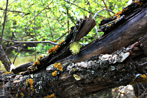 Tree & Дерево