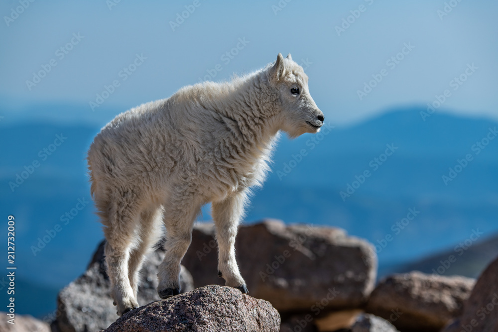 A Baby Mountain Goat Kid At Mount Evans - Colorado A Baby Mountain Goat Kid At Mount Evans - Colorado