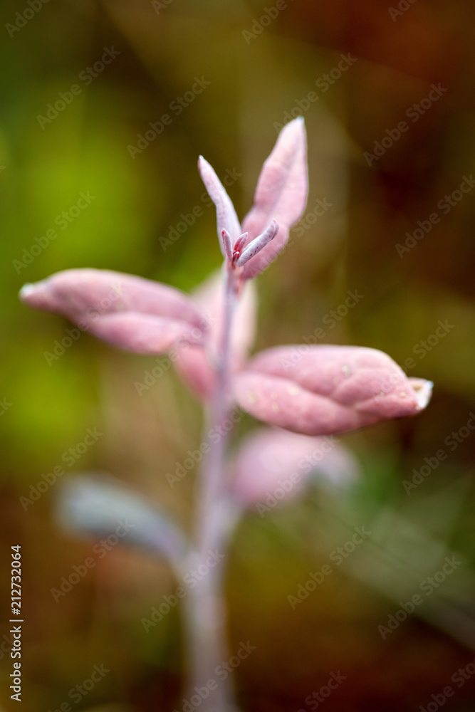 Fototapeta premium Closeup of pink plants