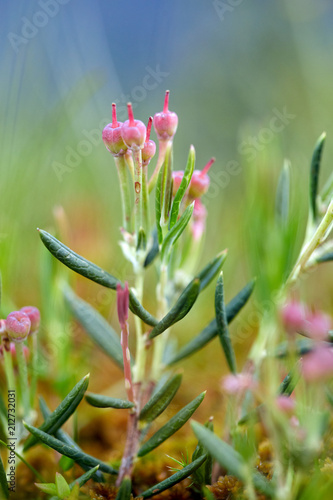 Closeup of pink plants