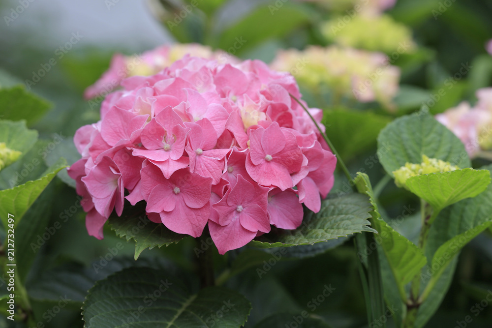 Fototapeta premium Hortensien (Hydrangea) Blüten im Garten