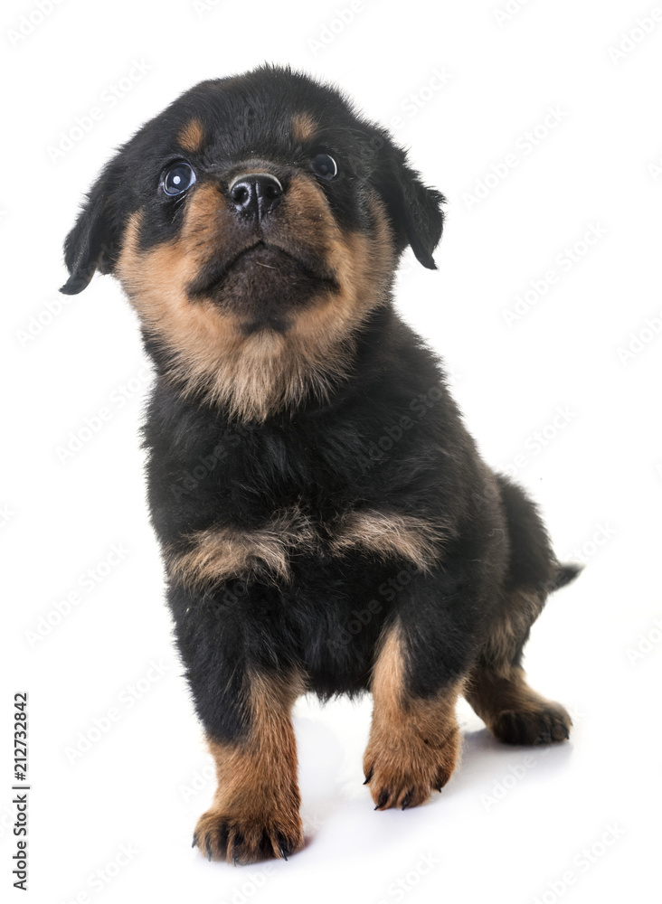 puppy rottweiler in studio