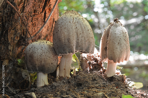Coprinopsis atramentaria mushroom photo