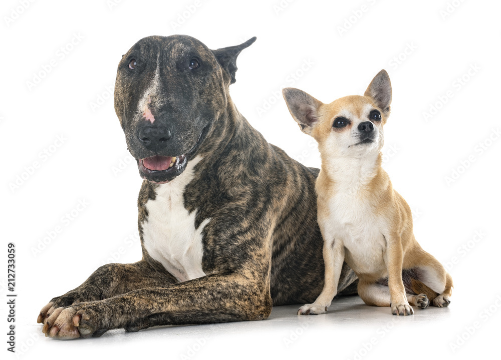 bull terrier and chihuahua