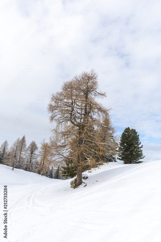 Ski resort in Dolomites Mountains, Carreza , Italy