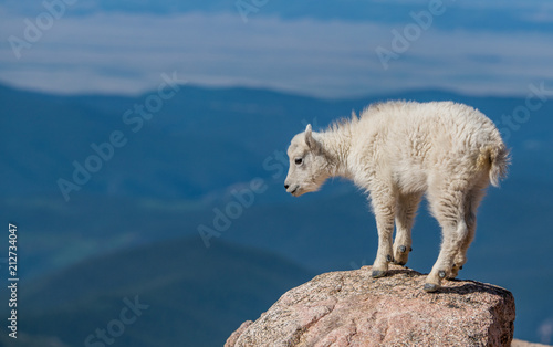 An Adorable Baby Mountain Goat Lamb Kid