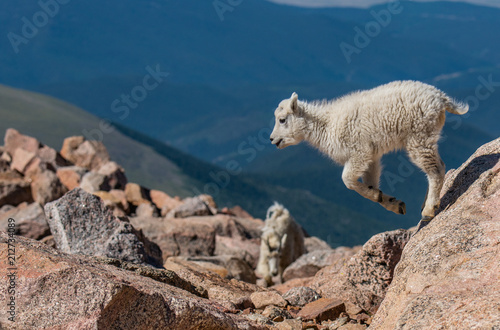 Baby Mountain Goat Kid Sharpening Its Jumping Skills