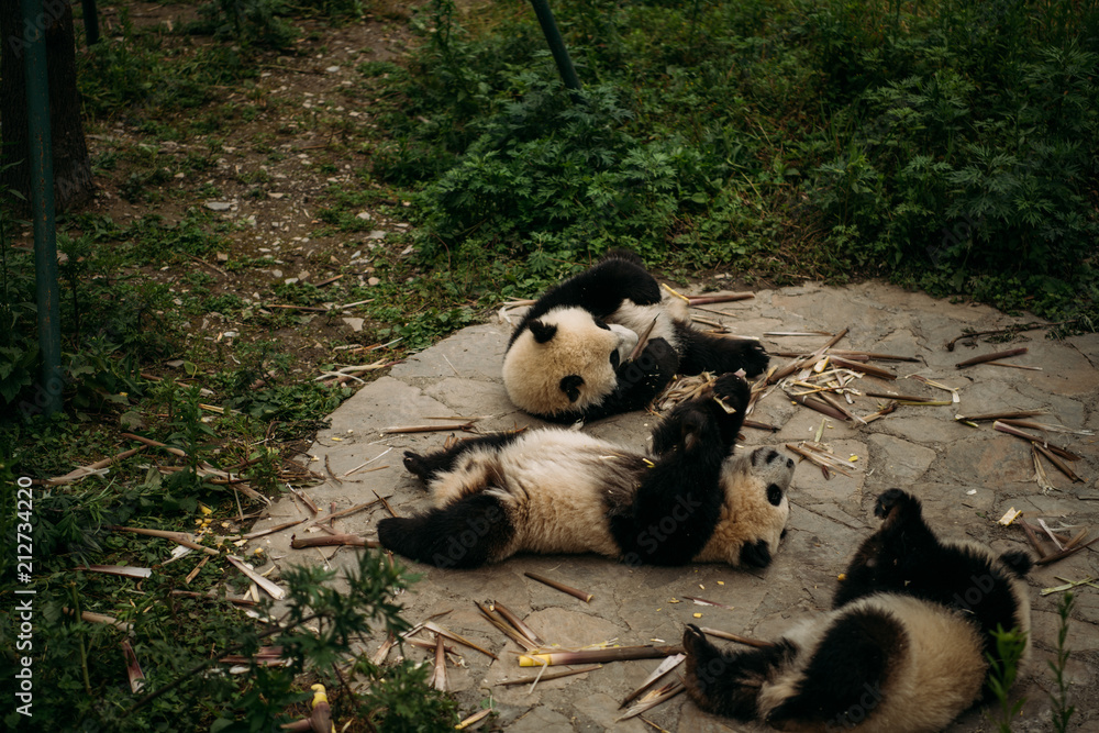 PANDA PANDA