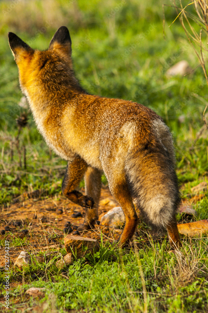 Fototapeta premium Red fox (Vulpes vulpes) in the field.