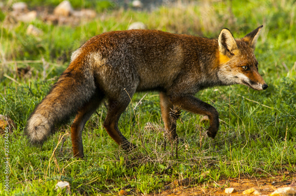 Red fox (Vulpes vulpes) in the field.