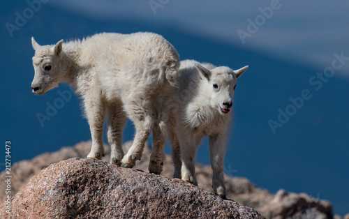 Mountain Goat Lambs Bonding in the Rocky Mountains