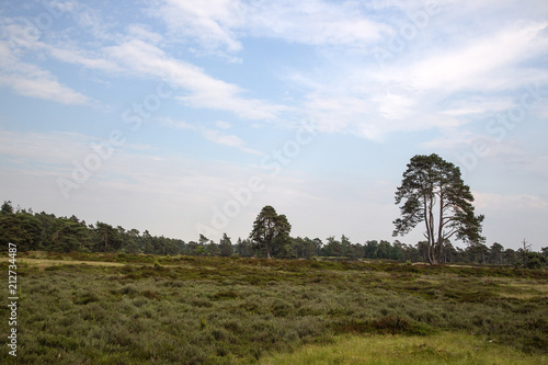 Heathland in Drents-Friese Wold National Park, Drenthe, Netherlands