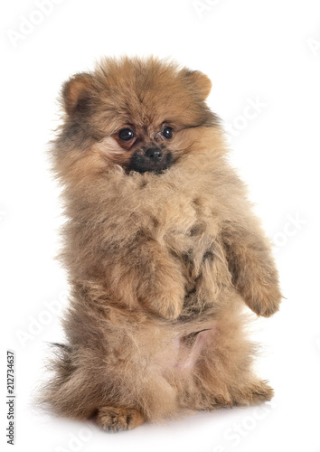 puppy pomeranian in studio © cynoclub