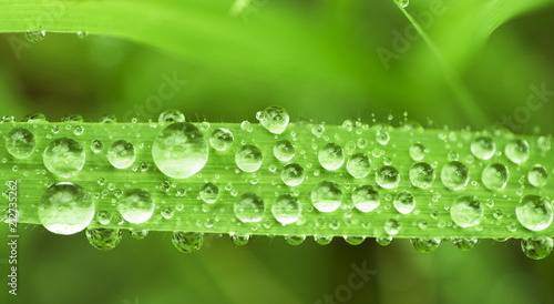 Cover with field plants with raindrops on leaves