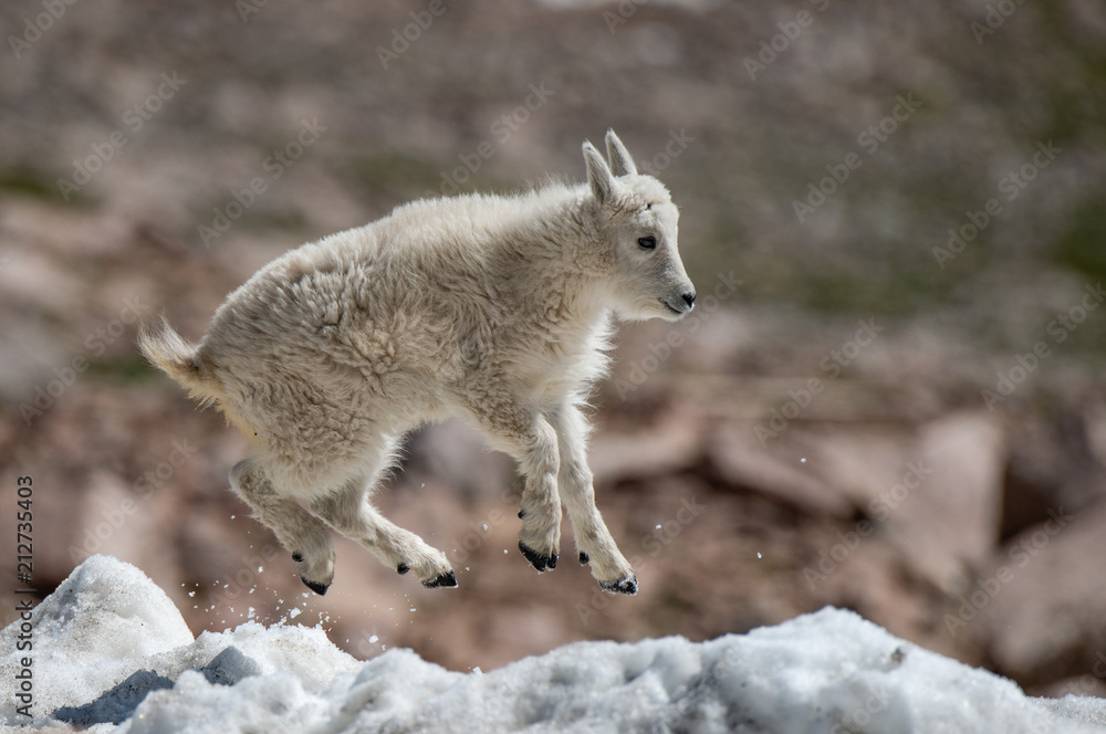 A Baby Mountain Goat Kid Playing in the Snow A Baby Mountain Goat Kid Playing in the Snow
