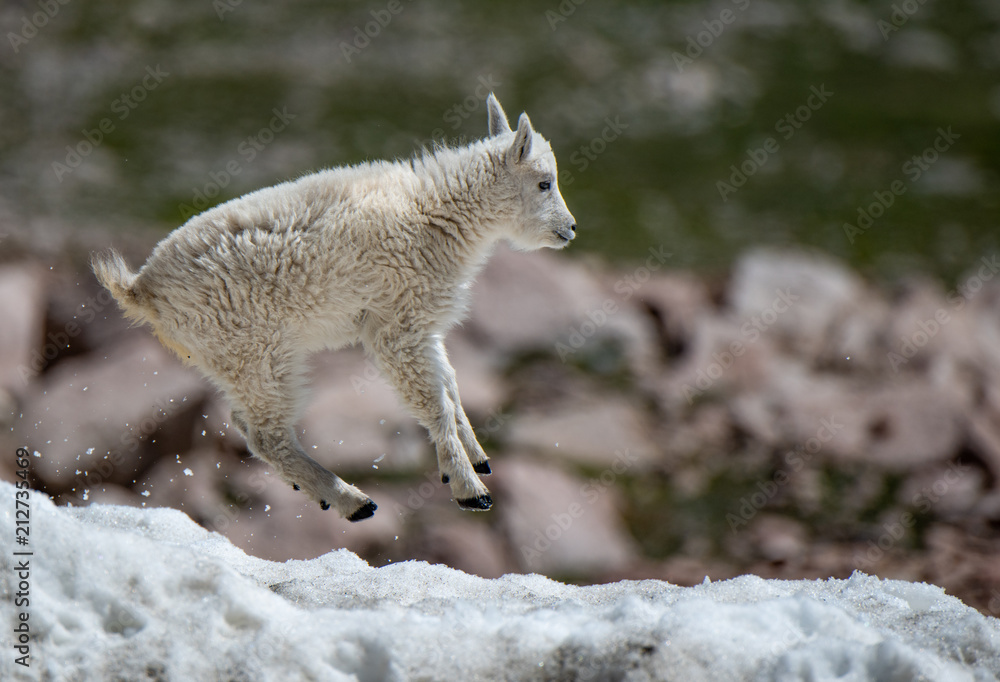 A Baby Mountain Goat Kid Playing in the Snow A Baby Mountain Goat Kid Playing in the Snow