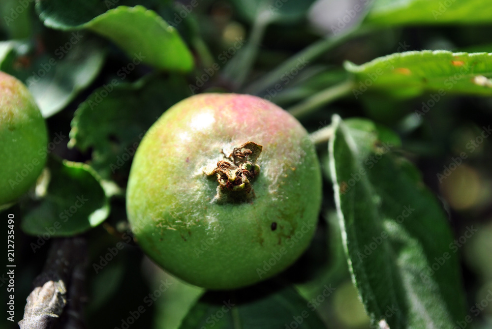 Branches with unripe green apple, close up macro detail, soft green blurry leaves background Branches with unripe green apple, close up macro detail, soft green blurry leaves background