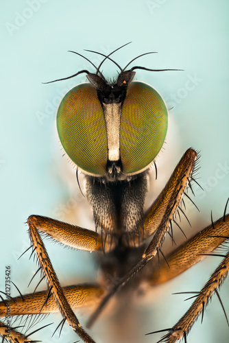 Dolichopus ungulates, Dolichopodidae