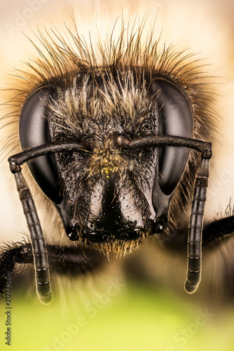 Ivy Bee, Bee, Colletes hederae photo