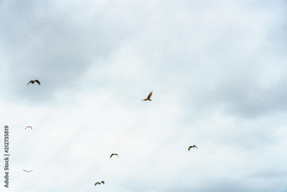 Sea Eagle on sky clouds Beautiful Tropical Beach blue ocean background Sea Eagle on sky clouds Beautiful Tropical Beach blue ocean background