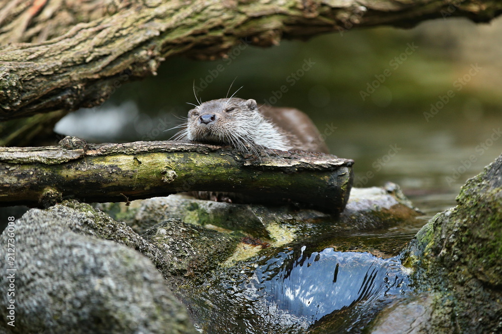 Very cute river otter in the nature habitat. Wild animals in captivity. Beautiful and endangered european mammals. River otters playing in the water. Lutra lutra.
Very cute river otter in the nature habitat. Wild animals in captivity. Beautiful and endangered european mammals. River otters playing in the water. Lutra lutra.