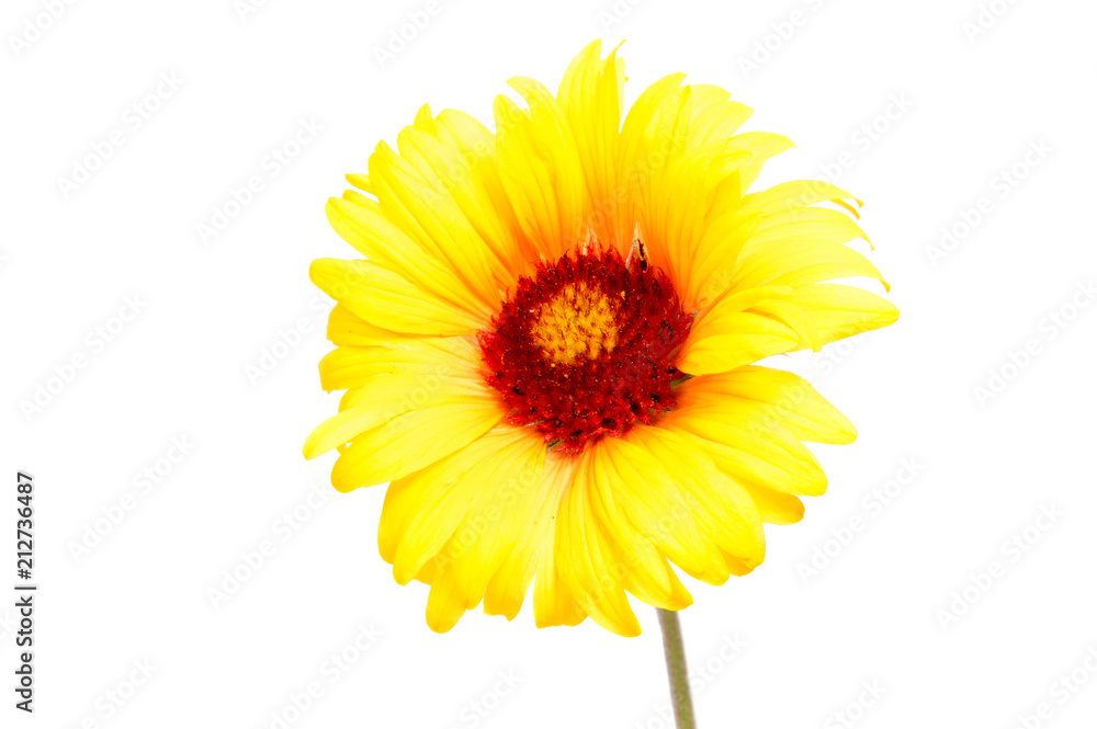 Beautiful daisy flowers isolated on white background . Beautiful daisy flowers isolated on white background .